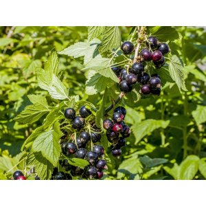 Ríbezľa čierna (Ribes nigrum) ´GOFERT´ - výška 70-100 cm, skorá, voľnokorenná - STROMČEKOVÁ/NA KMIENKU